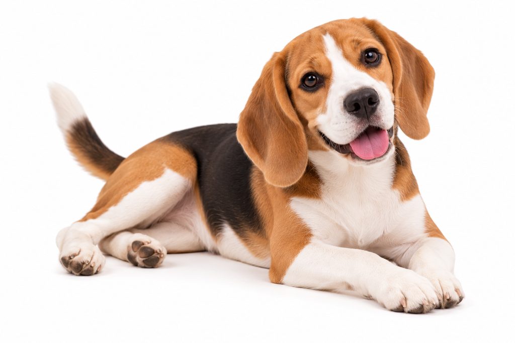 Beagle - Snoopy